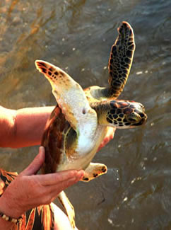 Roatan turtle at jimmys